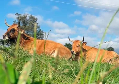 damatrio - INDUSTRIA CARNICA - vacas de crianza