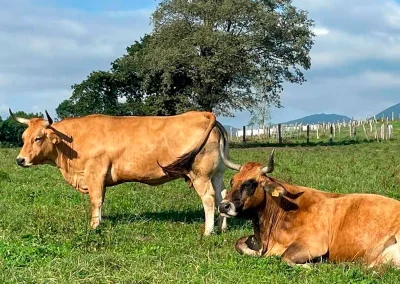 damatrio - imagen empresa - vacas de crianza