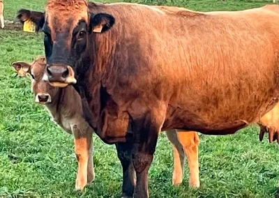 damatrio - imagen empresa - vacas de crianza