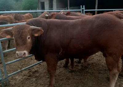 damatrio - imagen empresa - vacas de crianza