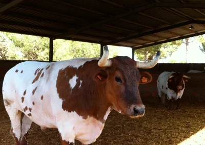 damatrio - imagen empresa - vacas de crianza