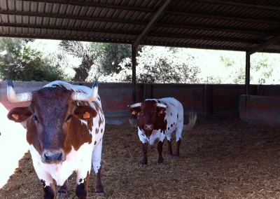 damatrio - imagen empresa - vacas de crianza