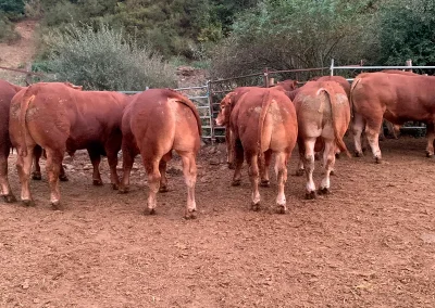 damatrio - imagen empresa - vacas crianza