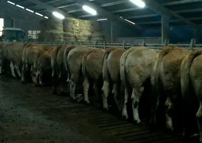 damatrio - imagen empresa - vacas de crianza