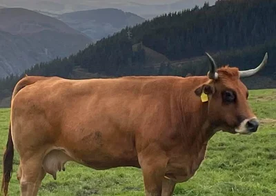 damatrio - imagen empresa - vacas de crianza