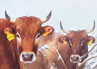 damatrio - imagen empresa - vacas de crianza