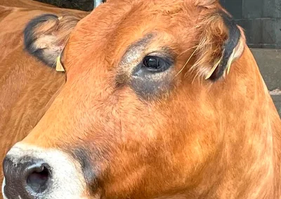 damatrio - imagen empresa - vacas de crianza