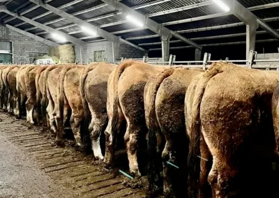 damatrio - imagen empresa - vacas de crianza