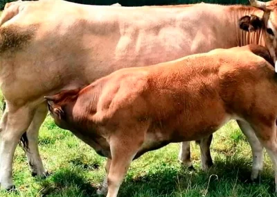 damatrio - imagen empresa - vacas de crianza