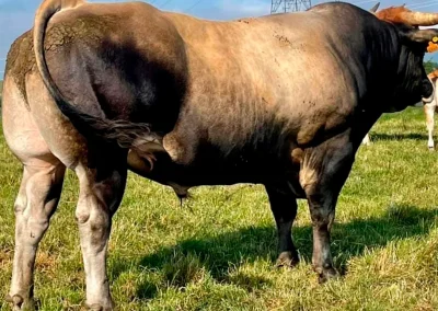 damatrio - imagen empresa - vacas de crianza