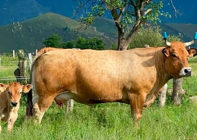 damatrio - imagen empresa - vacas de crianza